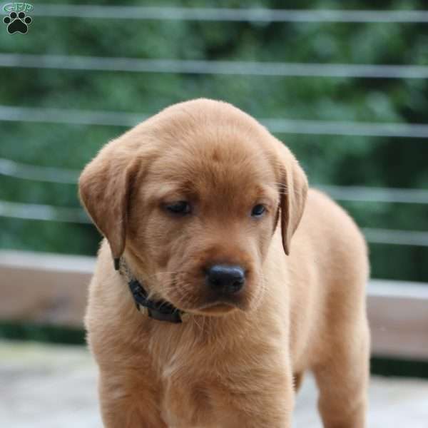 Brynn, Fox Red Labrador Retriever Puppy
